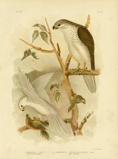 New Holland Goshawk, 1891 autorstwa Gracius Broinowski