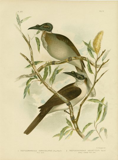 Głośny Friarbird, 1891 autorstwa Gracius Broinowski