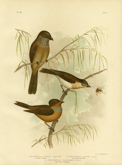 Oliwkowaty Grubogłowy Lub Oliwkowy Whistler, 1891 autorstwa Gracius Broinowski