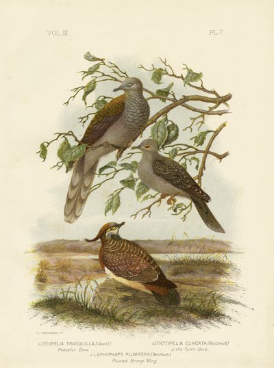 Spokojna gołębica, 1891 autorstwa Gracius Broinowski