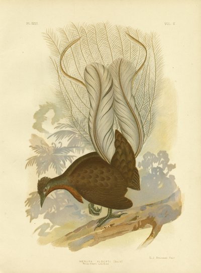 Lirebird księcia Alberta, 1891 autorstwa Gracius Broinowski