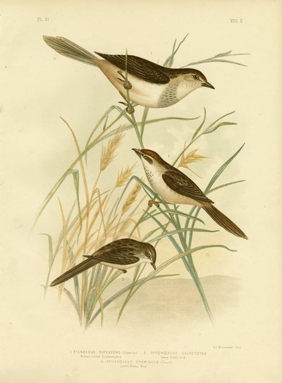 Cincloramphus Rufous lub Rufous Songlark, 1891 autorstwa Gracius Broinowski