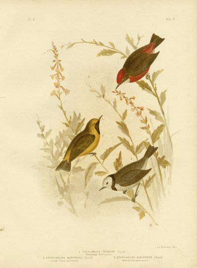 Trójkolorowy Ephthianura, 1891 autorstwa Gracius Broinowski