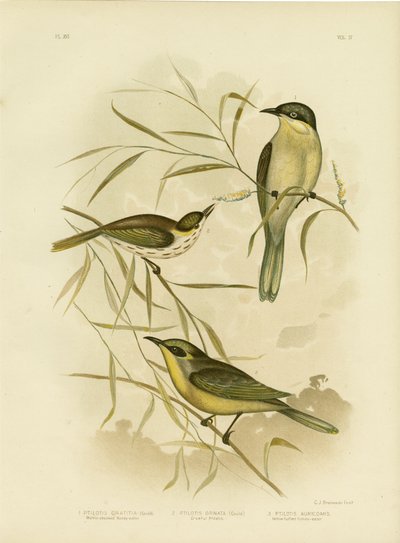 Wattle-Cheeked Honeyeater Or Purple-Gaped Honeyeater, 1891 autorstwa Gracius Broinowski