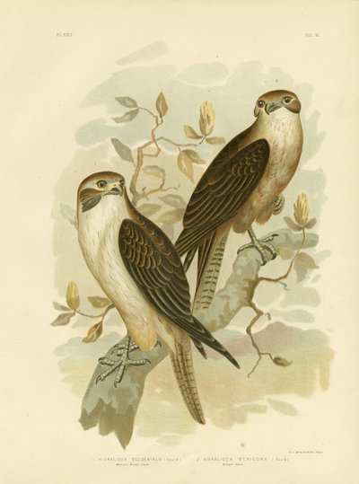 Western Brown Hawk, 1891 autorstwa Gracius Broinowski
