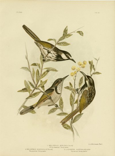 Głuszec białoszyi, 1891 autorstwa Gracius Broinowski