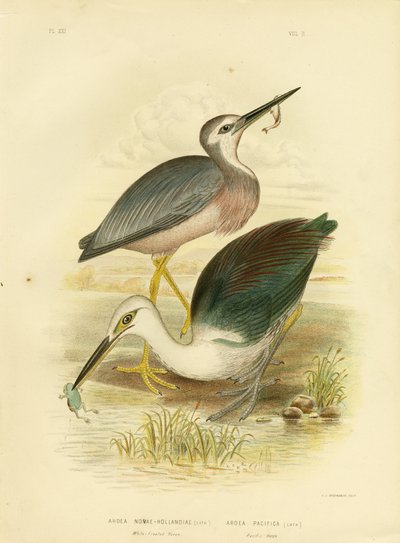 Czapla białolica, 1891 autorstwa Gracius Broinowski