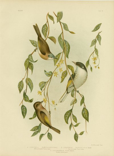 Miodownik białogardły, 1891 autorstwa Gracius Broinowski
