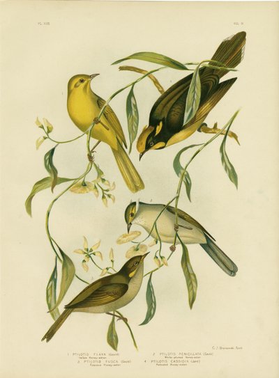 Żółty miodownik, 1891 autorstwa Gracius Broinowski