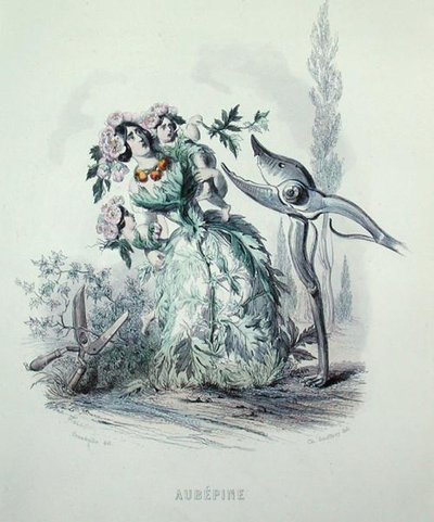 Głóg, z „Les Fleurs Animees”, grawerowane przez Charlesa Geoffroya (1819-82) autorstwa Grandville