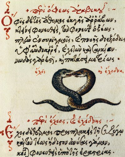 Sprzęg wężowy, test i miniatura z De animalium natura et proprietate libellus, autorstwa Aelianus (II-III w. n.e.) autorstwa Greek School