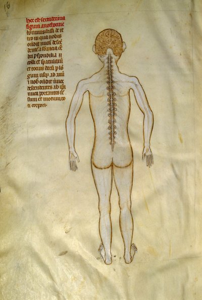 Deski anatomiczne i chirurgiczne: rdzeń kręgowy (w kręgach kręgosłupa). W „Liber notables Filippi siódmy król Franków, wydobyty z ksiąg Galien”” Gui de Pavia około 1345. Chantilly, Musee Conde autorstwa Guido da Vigevano da Pavia