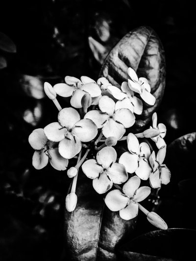 Flower nº 24, 2025 (zdjęcie) autorstwa Guilherme Pontes