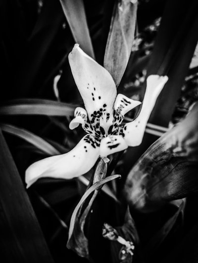 Flower nº 35, 2025 (zdjęcie) autorstwa Guilherme Pontes