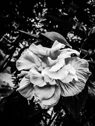 Flower nº 39, 2025 (zdjęcie) autorstwa Guilherme Pontes