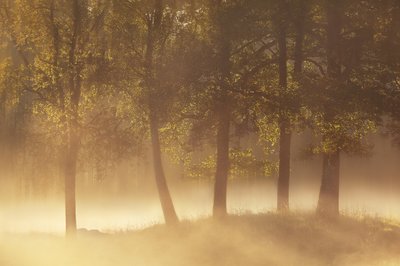 Złota poranna mgła autorstwa Gustav Davidsson