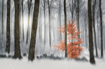 Pomarańczowe drzewo w zimowym lesie autorstwa Gustav Davidsson
