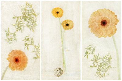 Soft Gerbera Triptych autorstwa Gustav Davidsson
