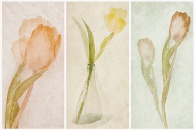 Watercolor Tulip Triptych autorstwa Gustav Davidsson