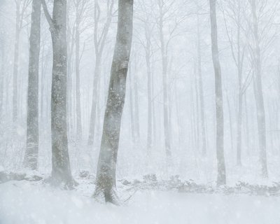 Zimowy, pokryty śniegiem las autorstwa Gustav Davidsson