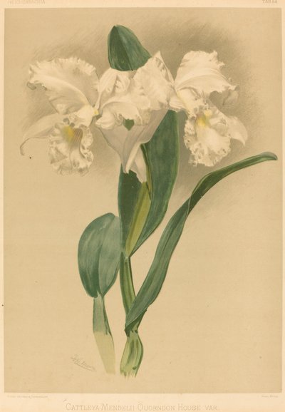 Cattleya Mendelii Quorndon House Var. autorstwa Gustav Leutzsch after Henry George Moon