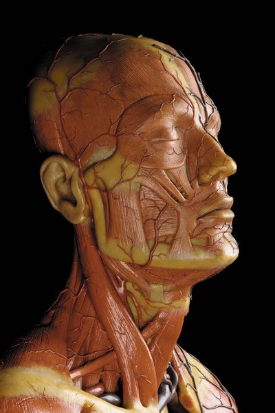 Szczegół męskiego modelu anatomicznej ecorche, przedstawiający mięśnie, tętnice i żyły, krążenie i układ nerwowy (wosk) (patrz również 469823 do 469827) autorstwa Gustav Zeiller