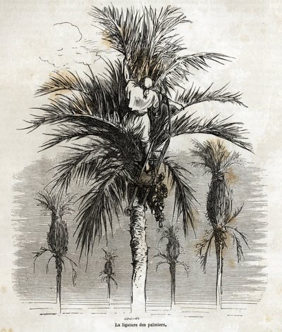 Podwiązanie palm w Elche w celu zachowania bieli w celu ich splatania, rysunek Gustave Dore (1832-1883), ilustrujący jego podróż do Hiszpanii w 1862 r. z Ch. Davilliera. Grawerowanie w „”Le tour du monde””, pod redakcją E autorstwa Gustave Dore