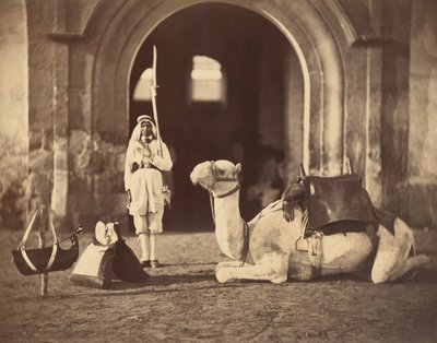 Leżący wielbłąd, ok. 1866 (fotograwiura) autorstwa Gustave Le Gray