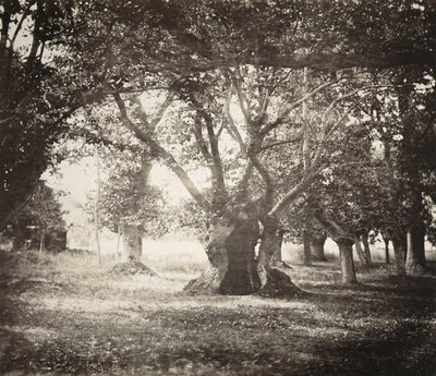 Drzewo, Las Fontainebleau autorstwa Gustave Le Gray