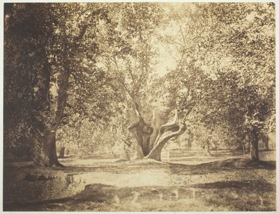 Drzewo, Las Fontainebleau, ok. 1900 r. 1856. autorstwa Gustave Le Gray