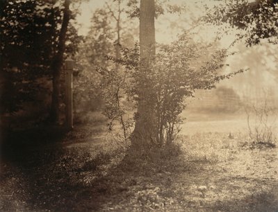 Studium drzew, Las Fontainebleau, ca. 1856. autorstwa Gustave Le Gray