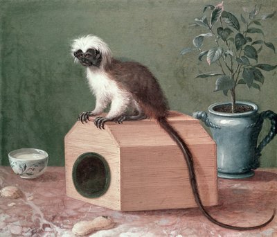 Ulubiona małpa Karola Linneusza (1707-1778) autorstwa Gustavus Hesselius