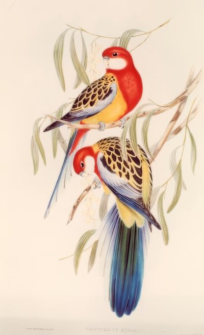 Czarna Papuga / Chromolitografia. v. J. Gould autorstwa H.C. Richter