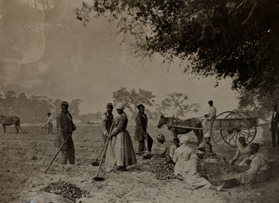Sadzenie słodkich ziemniaków, Plantacja Hopkinsona, Wyspa Edisto, Karolina Południowa, 1862 (mc. zdjęcie) autorstwa H.P. Moore