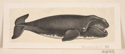 Wieloryb autorstwa H. C. Henneberg