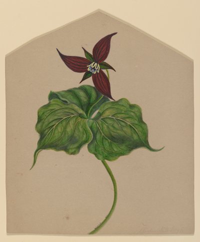 Burgundowy Czerwony Kwiat autorstwa H. Lynde