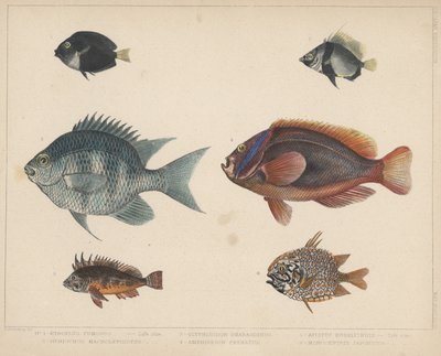 1. Etroplus Fumosus, 2. Heniochus Macrolepidotus, 3. Glyphisodon Smaragdinus, 4. Amphiprion Frenatus, 5. Apistus Rubrippinis, 6. Monocentris Japonicus autorstwa H. Patterson
