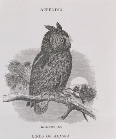 Sowa Kennicotts, z Alaski i jej zasobów, autorstwa Williama H. Dalla, grawerowana przez H. H. Nichollsa, wyd. 1870 autorstwa H. W., Elliot