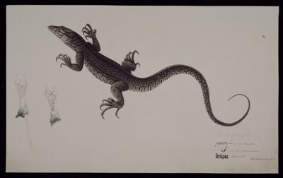 Monitor „Lacerta Gudua”, z kolekcji Francisa Buchanana, ok. 1804 (akwarela i długopis i tusz na papierze) autorstwa Haludar