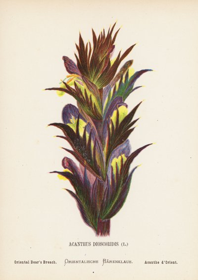 Dzikie kwiaty Ziemi Świętej: Acanthus Dioscoridis; Oriental Bear