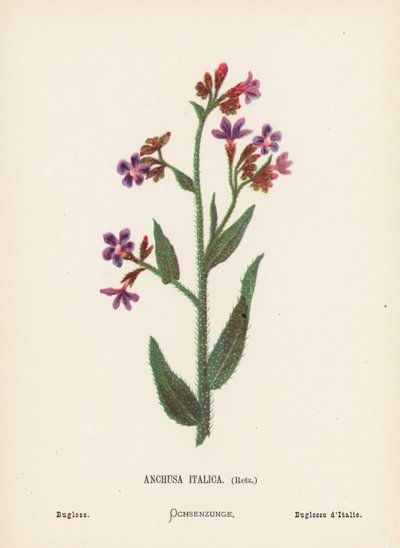 Dzikie kwiaty Ziemi Świętej: Anchusa Italica, Retz; Bugloss (kolorowa rycina) autorstwa Hannah Zeller
