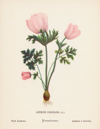 Dzikie kwiaty Ziemi Świętej: Anemone Coronaria; Zawilec różowy (kolorowy grawerunek) autorstwa Hannah Zeller