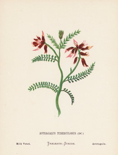 Dzikie kwiaty Ziemi Świętej: Astragalus Tuberculosus; Milk Vetch (kolorowa rycina) autorstwa Hannah Zeller