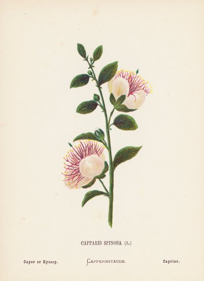 Dzikie kwiaty Ziemi Świętej: Capparis Spinosa; Caper lub Hyssop (kolorowa rycina) autorstwa Hannah Zeller