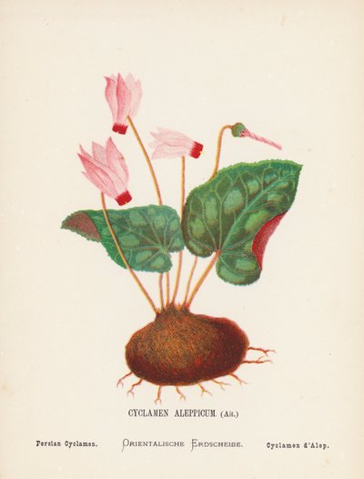 Dzikie kwiaty Ziemi Świętej: Cyclamen Aleppicum, Ait; Cyklamen perski (kolorowa rycina) autorstwa Hannah Zeller
