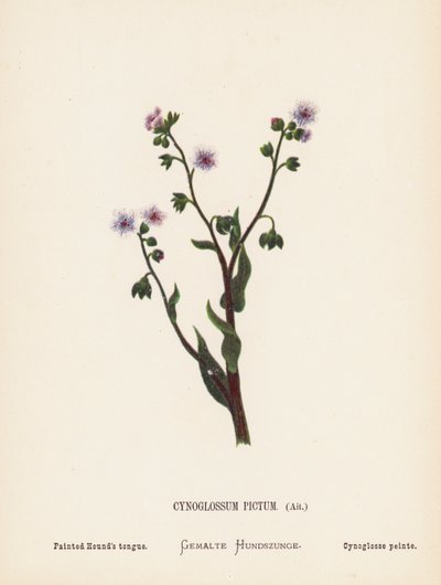 Dzikie kwiaty Ziemi Świętej: Cynoglossum Pictum, Ait; Malowany język psa gończego (kolorowa rycina) autorstwa Hannah Zeller