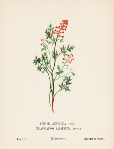 Dzikie kwiaty Ziemi Świętej: Fumaria Anatolica, Boiss, Ceratocapnos Palaestina, Boiss; Fumitory (rycina kolorowa) autorstwa Hannah Zeller