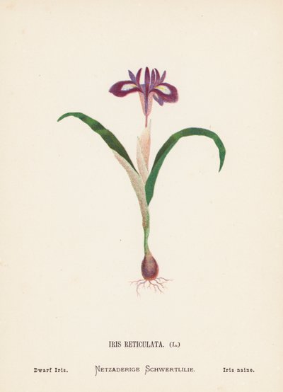 Dzikie kwiaty Ziemi Świętej: Iris Reticulata; Irys karłowaty (kolorowa rycina) autorstwa Hannah Zeller