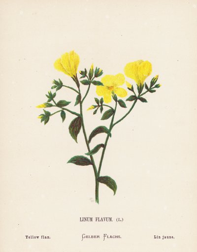 Dzikie kwiaty Ziemi Świętej: Linum Flavum; Żółty len (kolorowa rycina) autorstwa Hannah Zeller