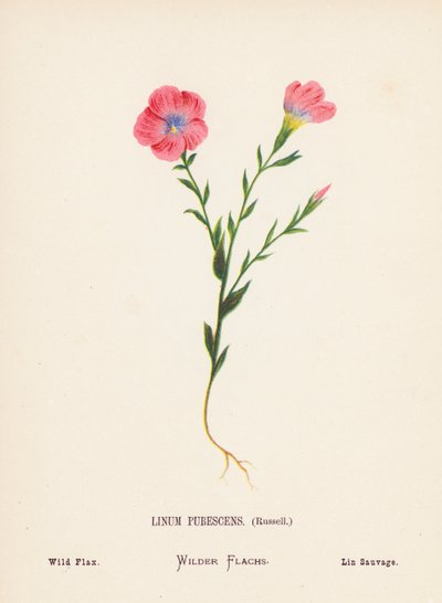 Dzikie kwiaty Ziemi Świętej: Linum Pubescens, Russell; Dziki len (kolorowa rycina) autorstwa Hannah Zeller